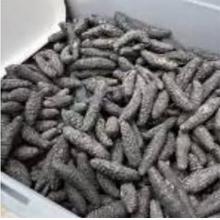 澳州小黑参 -海参-500g 60-70头